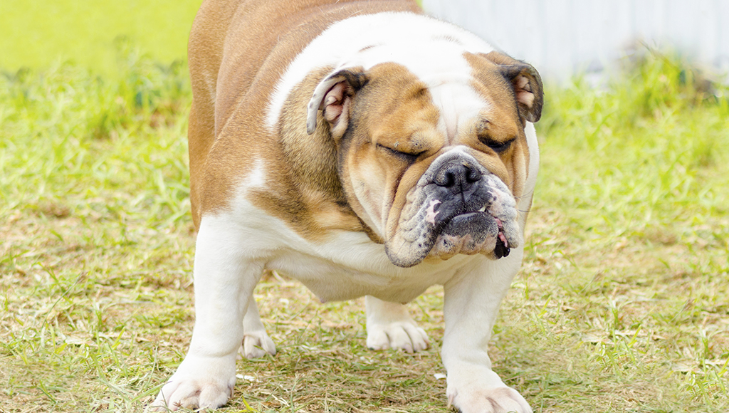 Constipation in Dogs: Causes and Prevention