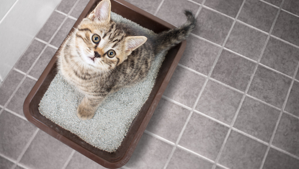 Litter Box Basics - Can You Have Too Many?