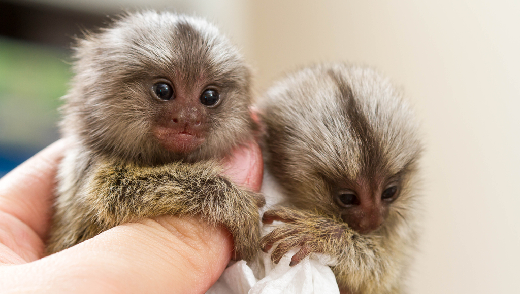 newborn finger monkey for sale