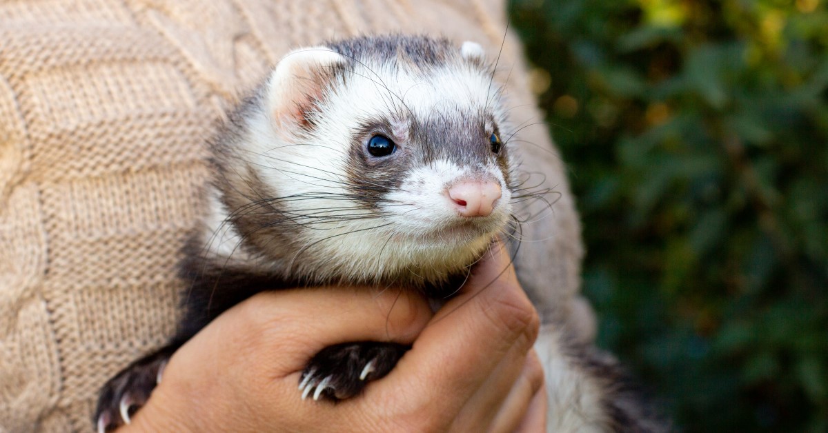 Work Ferrets Clicker Training a Ferret | Pet Care Tips
