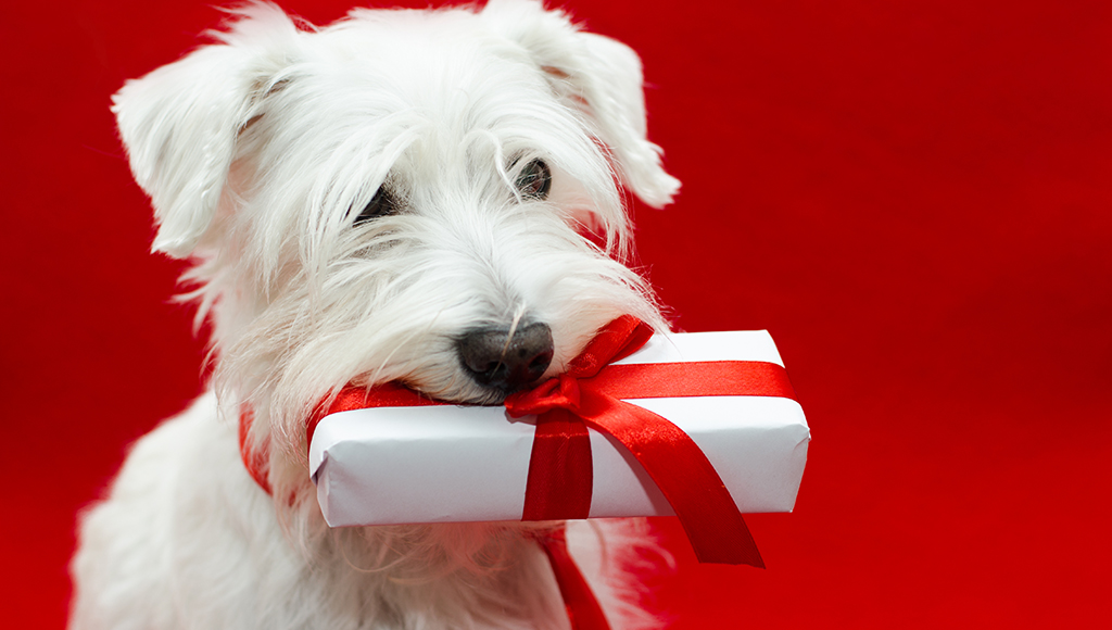Great Gift Ideas for Pets and Pet Lovers