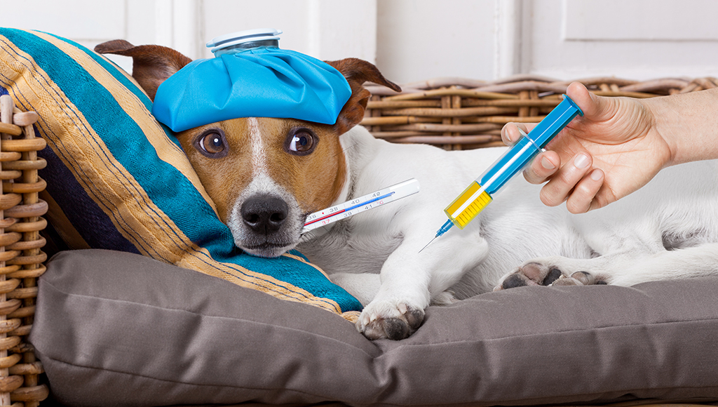 A Dog Owner’s Guide to Preventing Canine Parvovirus