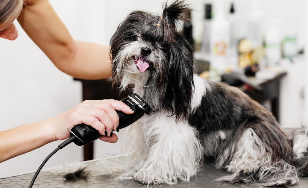 How Can I Groom My Dog at Home: Easy Steps for Perfect Care