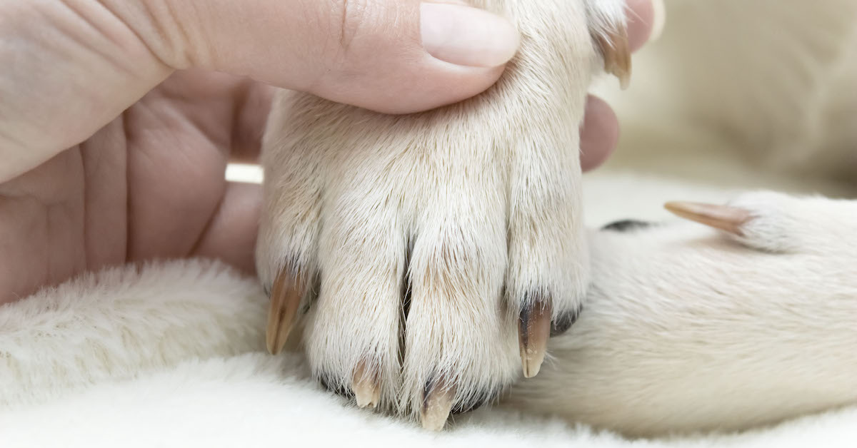 Dog Broken Nail 101: How to Identify, Treat and Prevent Damaged Nails in  Dogs - Care.com Resources