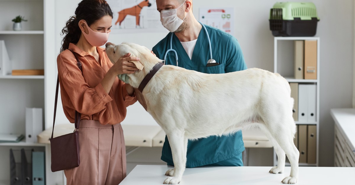 Ask Dr. Jenn: Why has it Been so Difficult to Schedule a Veterinarian Appointment?