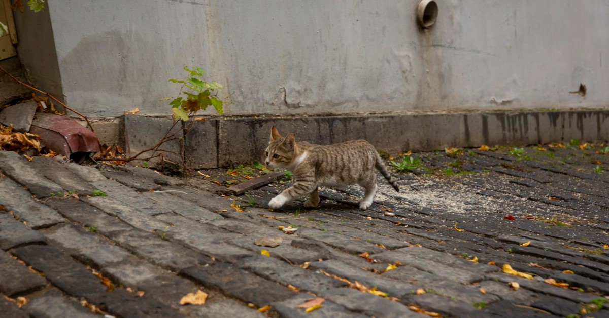 Preparing Your Pets for Emergencies and Disaster