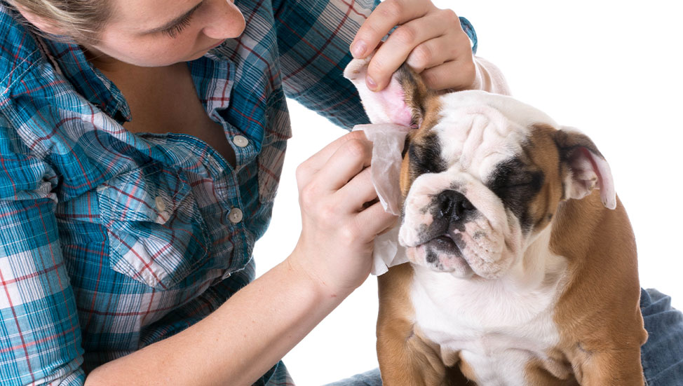 How to Clean Your Pets' Ears