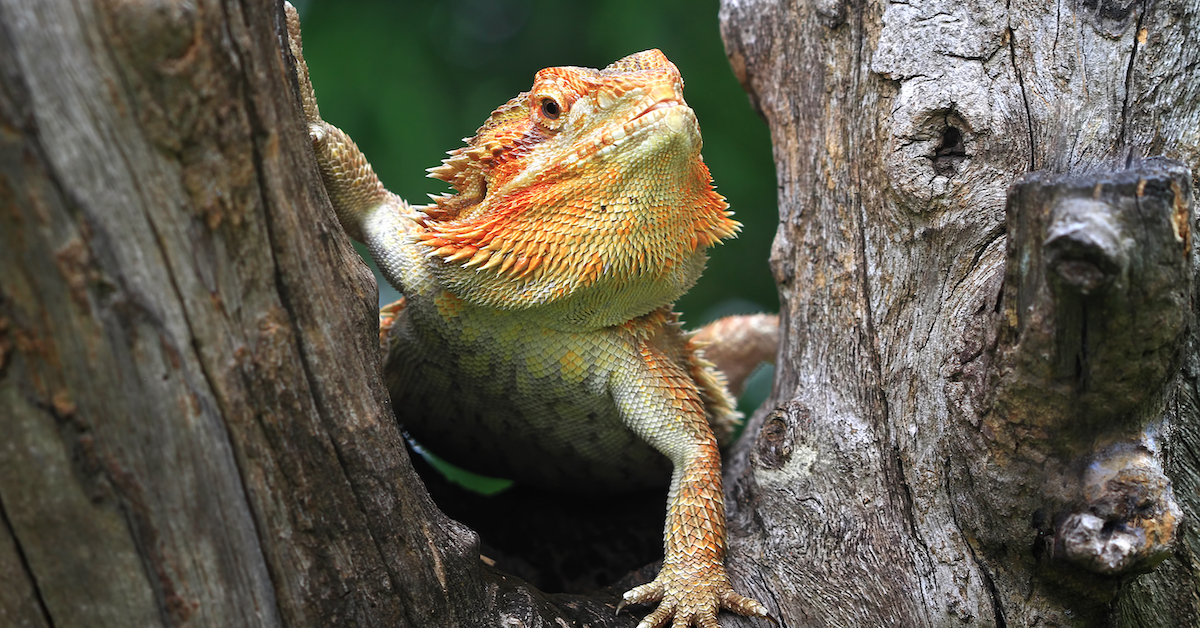 are iguanas good with dogs