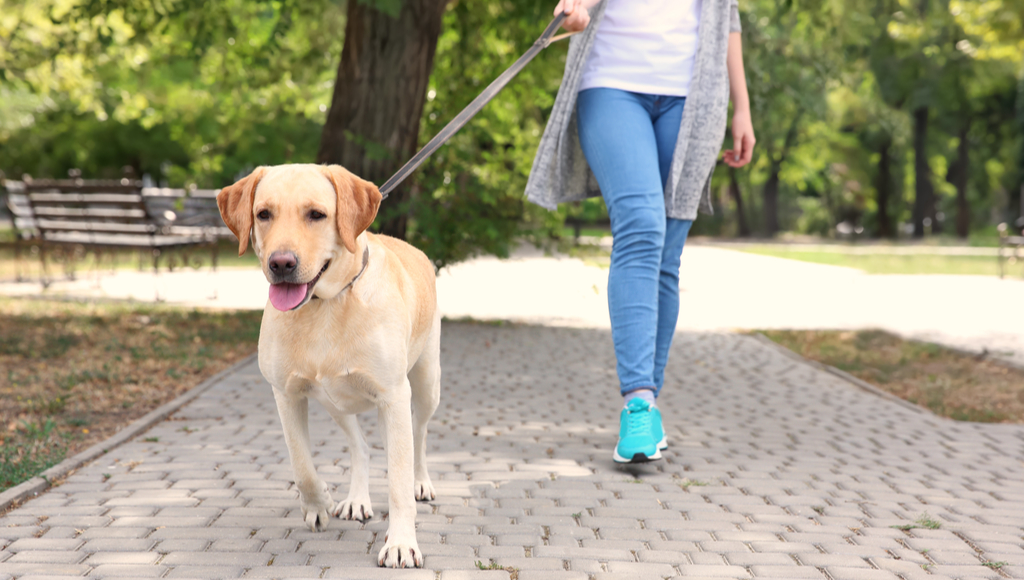 Walking My Human (Our Humans Need Exercise Too!)