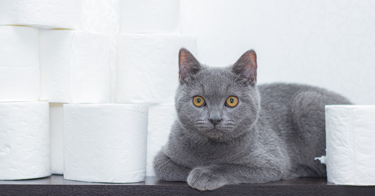 How to Train a Cat to Use the Toilet