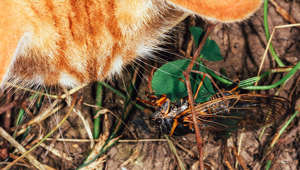 Ask Dr. Jenn: The cicadas have hatched and are all over the place. Are they harmful to my pets?