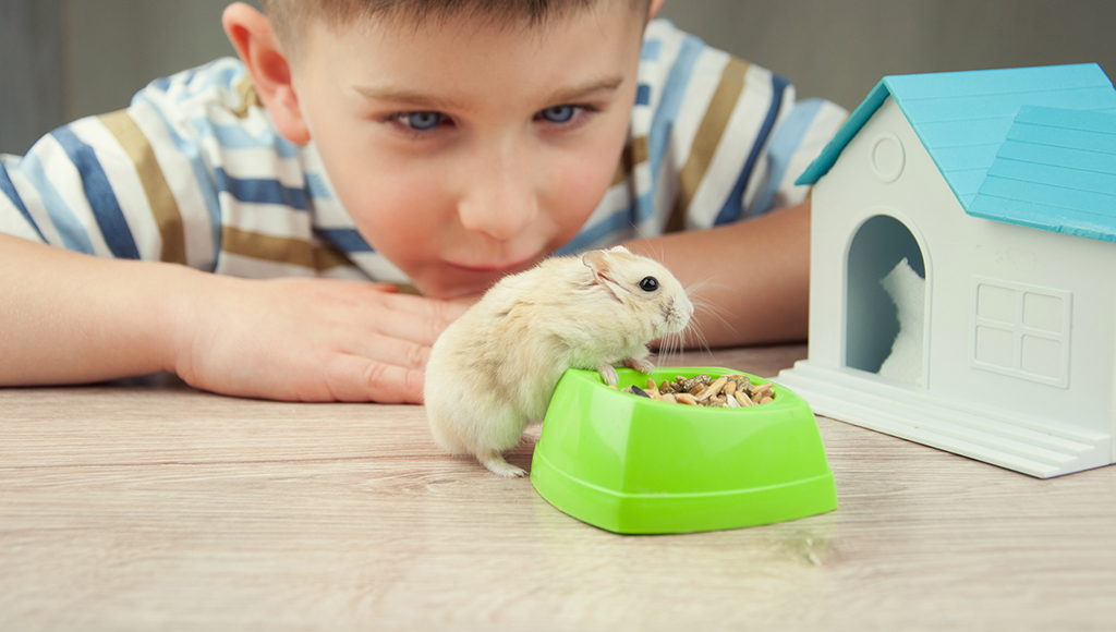 Here's How To Keep Your Hamster Healthy For A Long Time