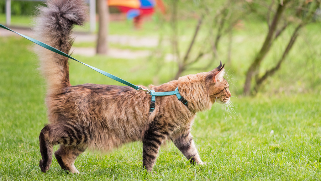 Should You Walk Your Indoor Cat Outside on a Leash?