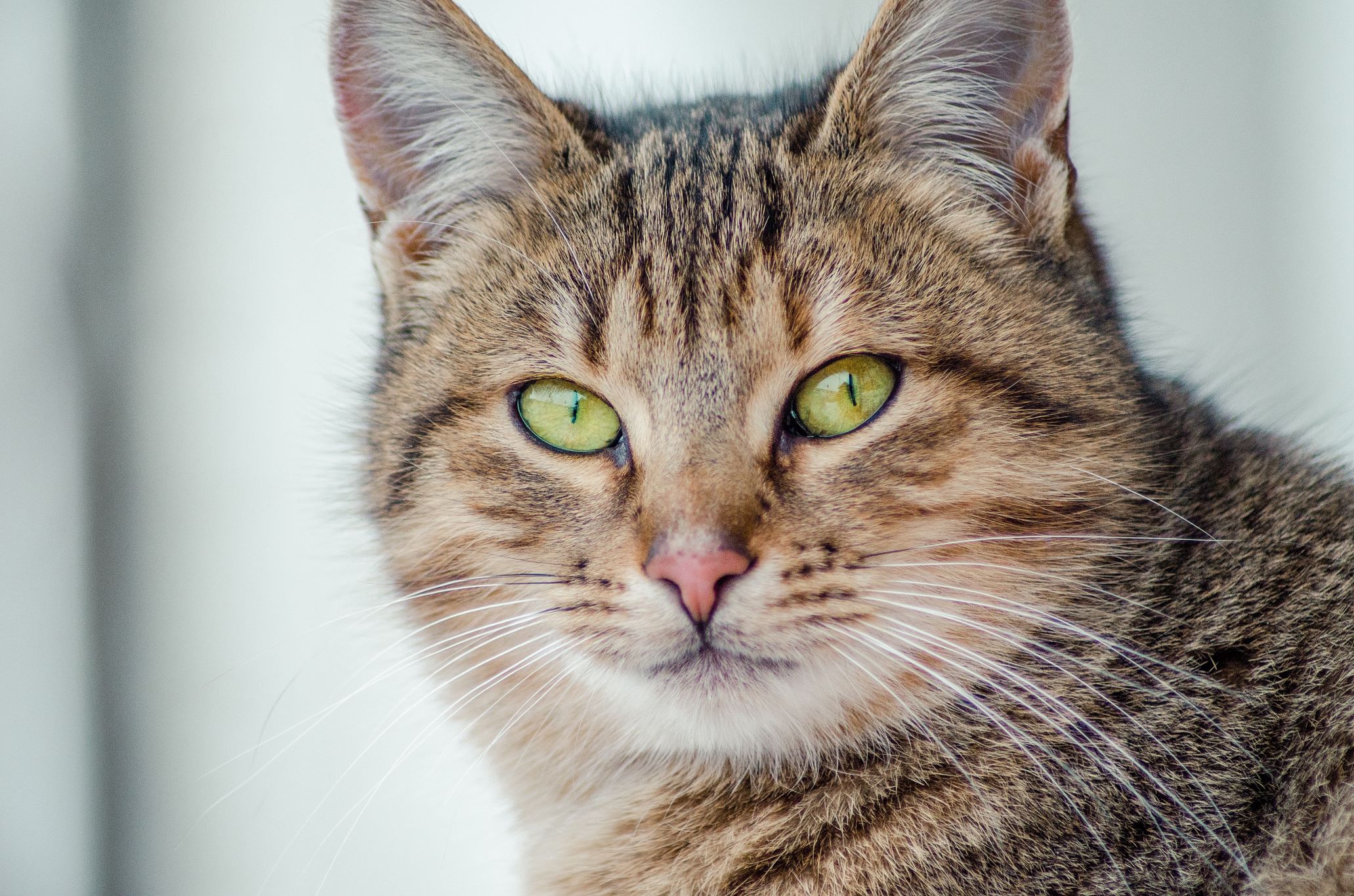 The Problem with Dry Eyes in Cats