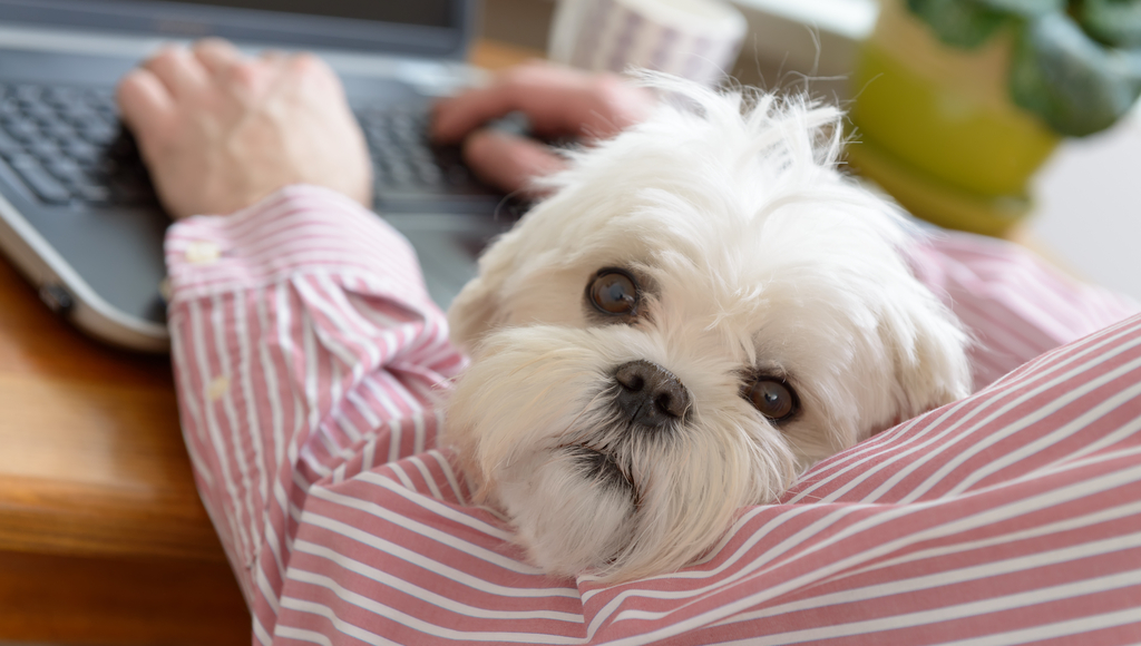 Did Your Dog Get Used to Having You Working from Home?