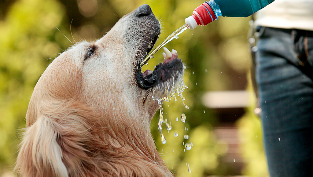 Dehydration in Dogs and Cats