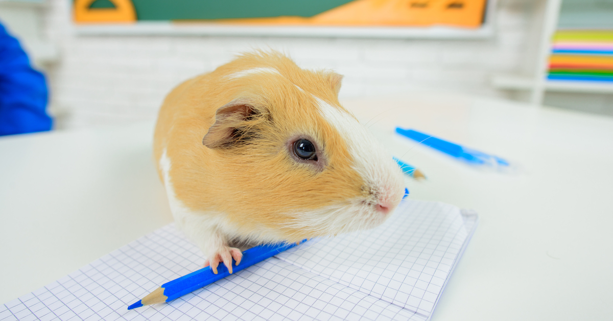 Guide to Choosing and Caring for a Classroom Pet