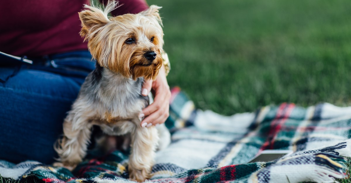 Hypoallergenic Dogs: What Breeds Won’t Make You Sneeze