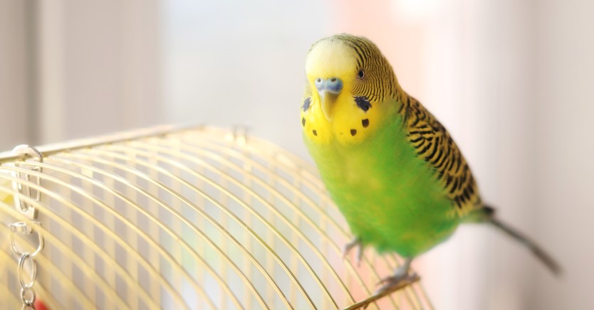 I Think My Parakeet Has Mites: What Can I Do?