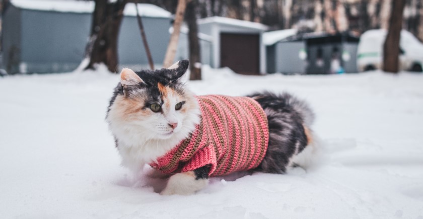 Cold Weather Safety Tips For Your Pet