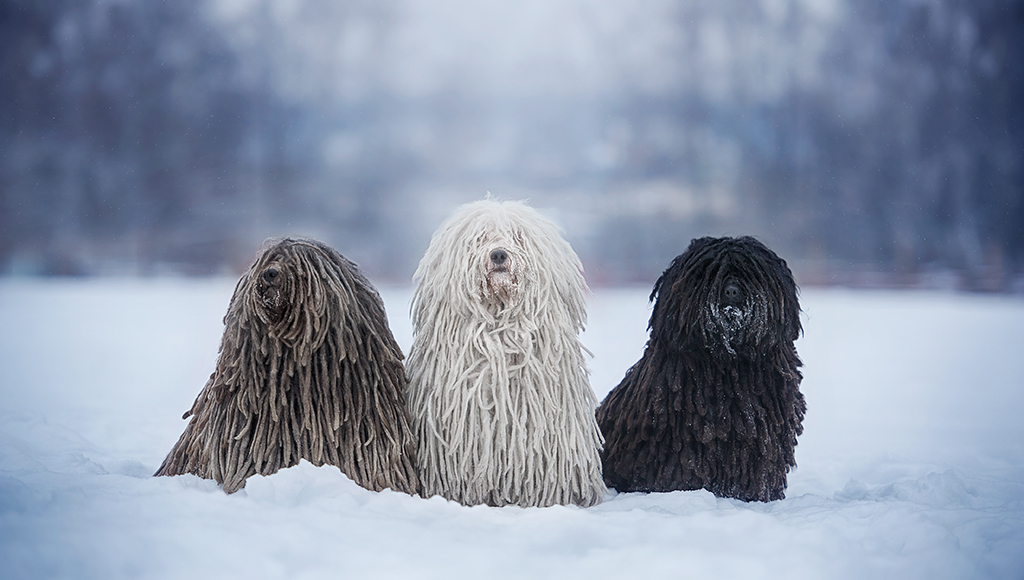 puli sheepdog