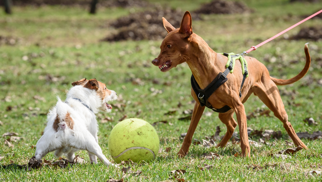 Training Tips for Behavioral Issues or Aggression in Dogs