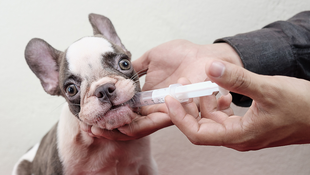 Tips for Giving Oral Medications to Dogs and Cats