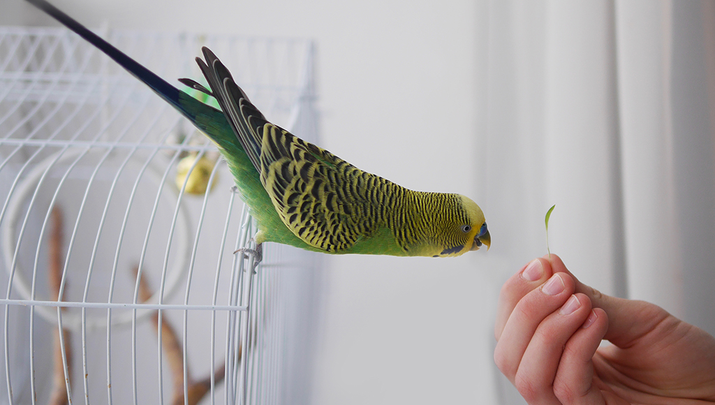 What to do When Your Bird Flies the Coop!