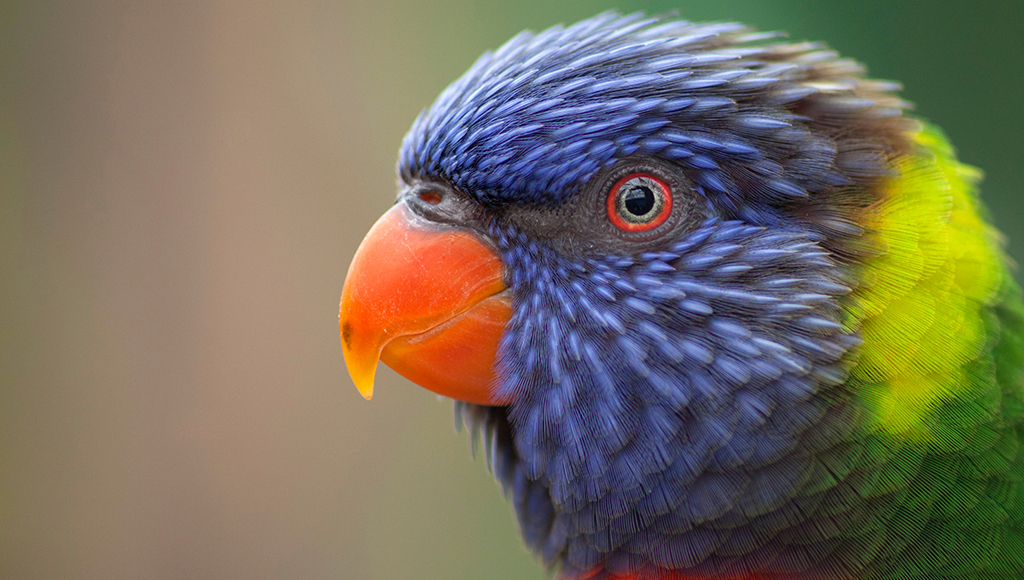 Bird Beaks: Disorders and Diseases
