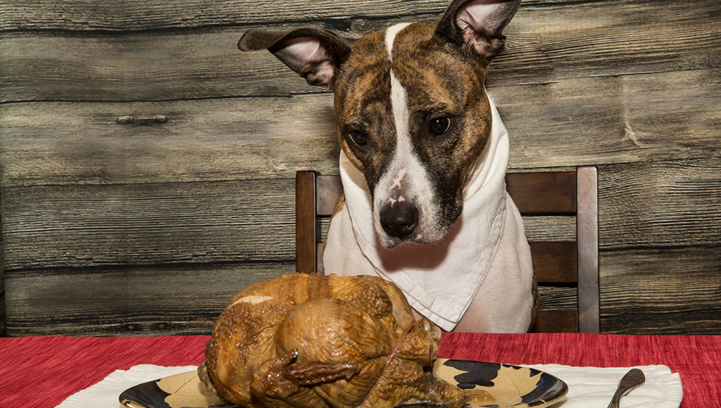 Thanksgiving Safety for Pets
