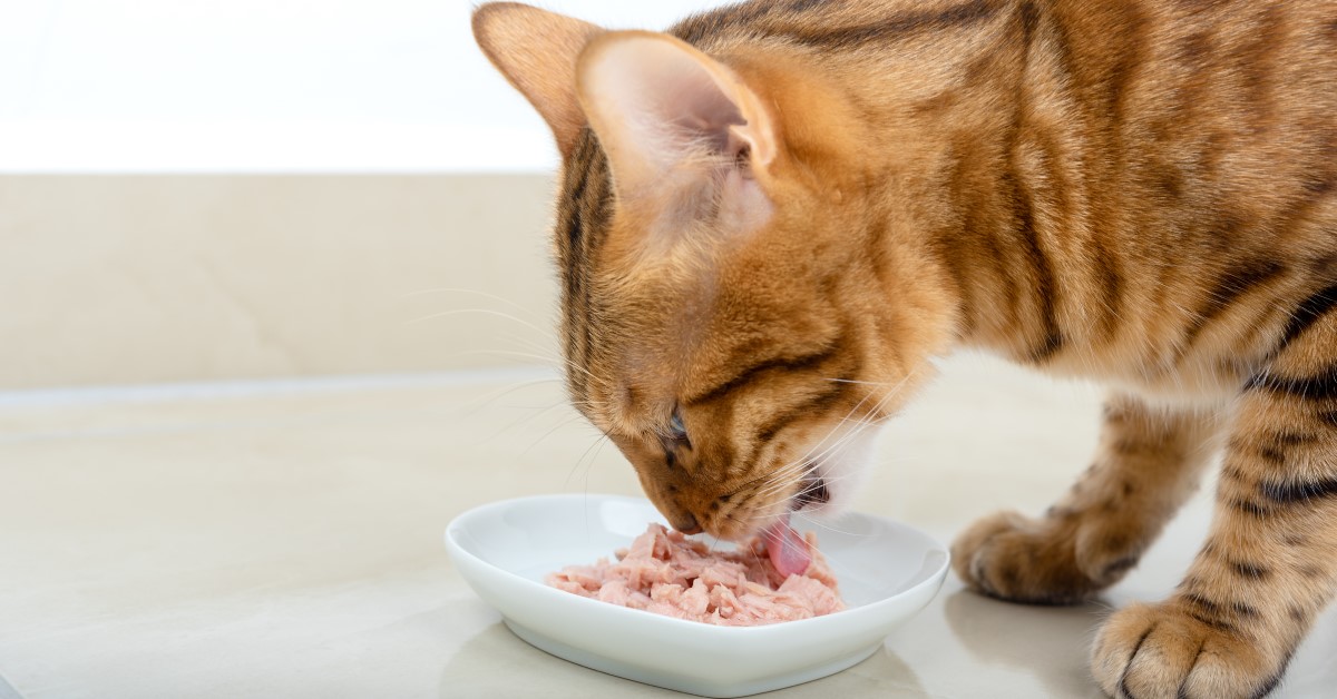Cats & Tuna – Is It Safe to Eat?