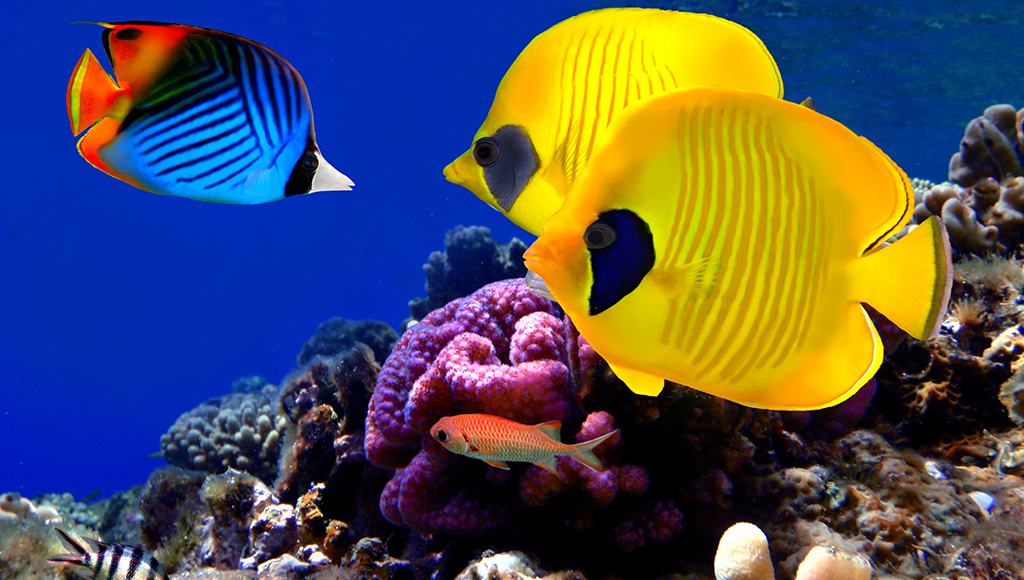 Seven Parasites Harmful to Your Tropical Fish