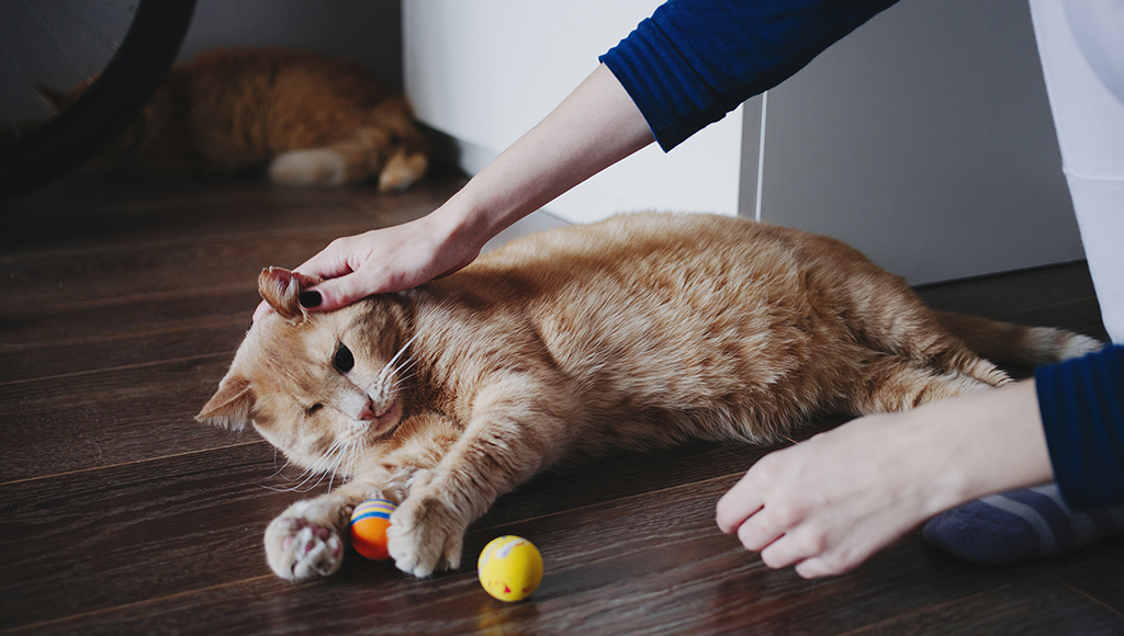 sensory toys for blind cats