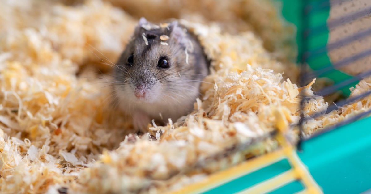 How to Care for a Pet Chinese Hamster