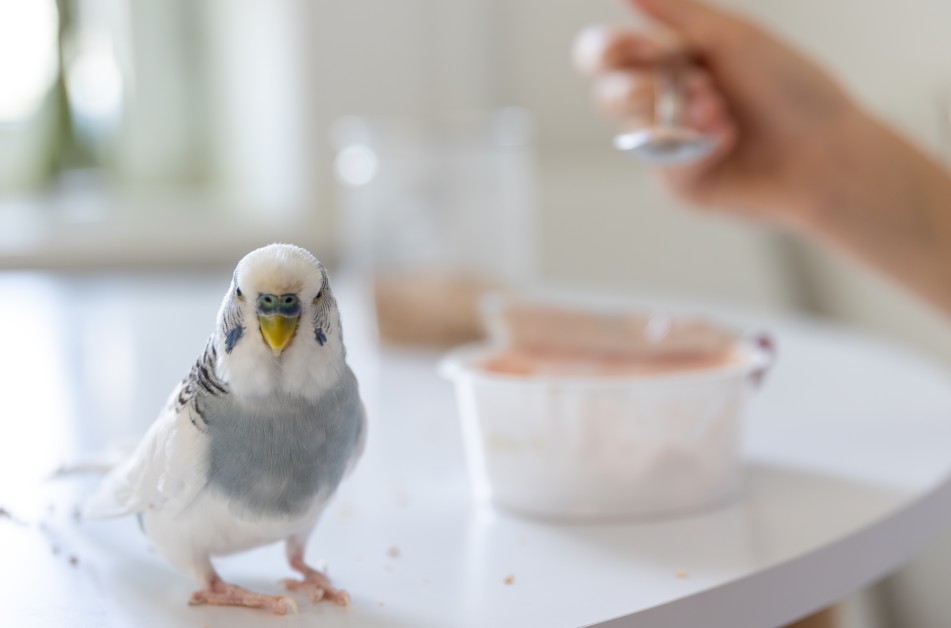 How to Get Rid of a Bird in Your House 