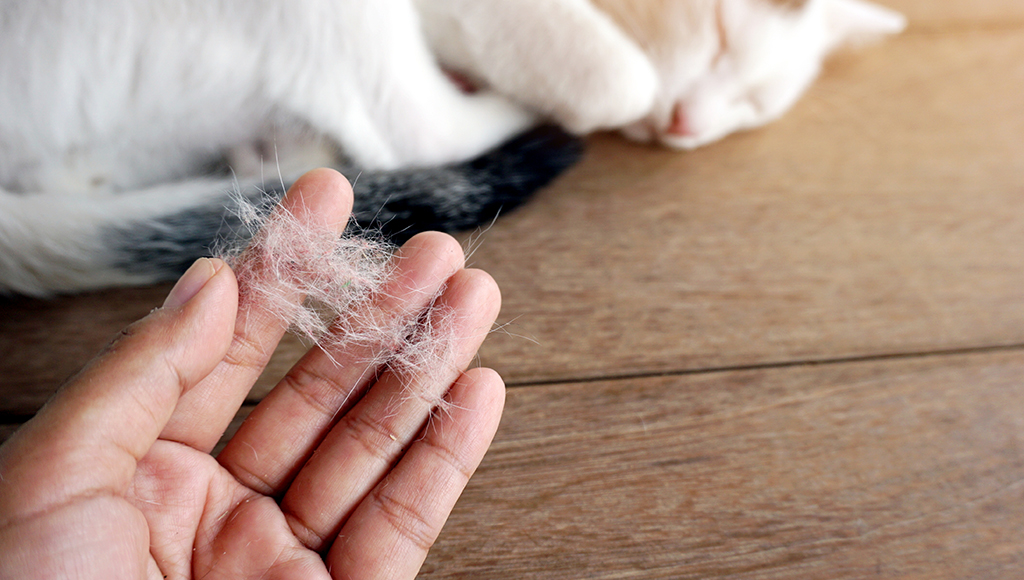 Different Types of Pet Hair Loss - Part III