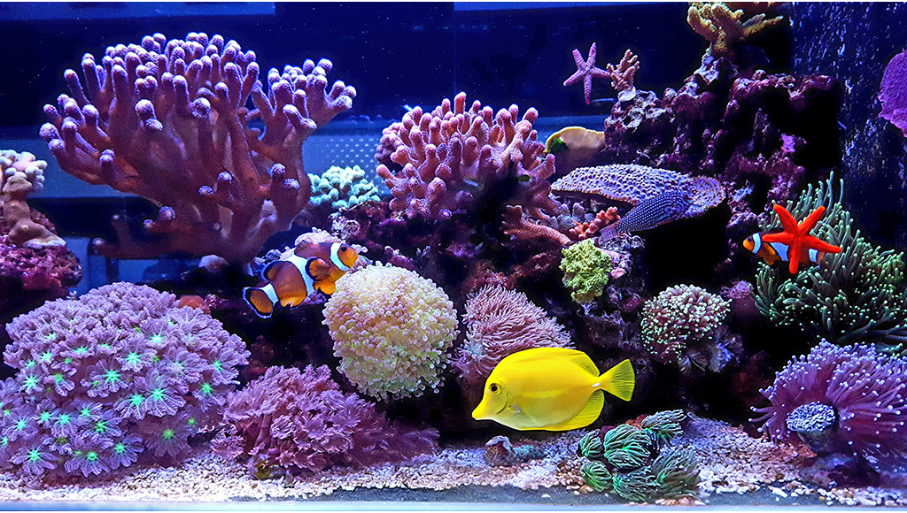 Saltwater Aquarium: Setup Guide and Tips