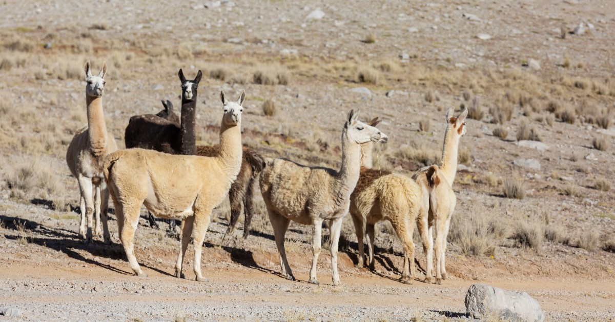 From The Farm: How About A Pet Llama?