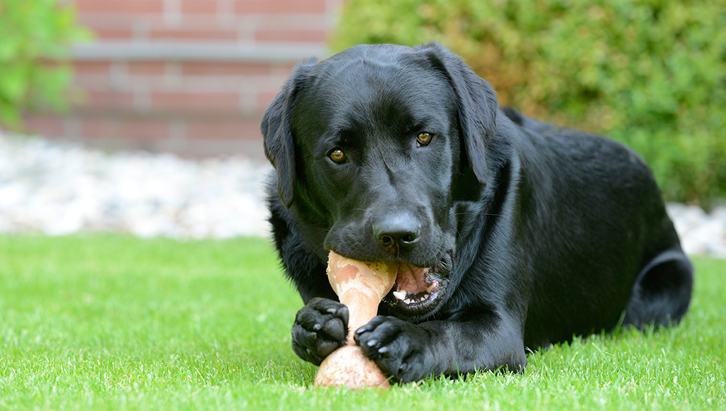 natural plaque remover for dogs