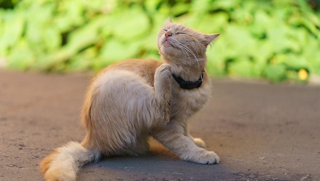 best treatment for cat dandruff