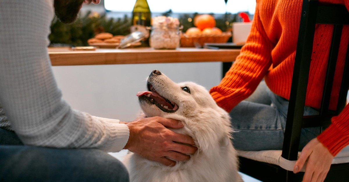 Christmas Dinner Leftovers: What to Feed and Not Feed Your Pet