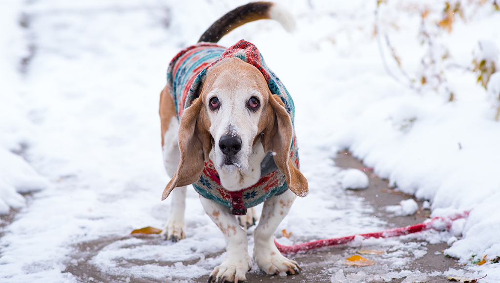 Winter Weather: Pet Health Hazards