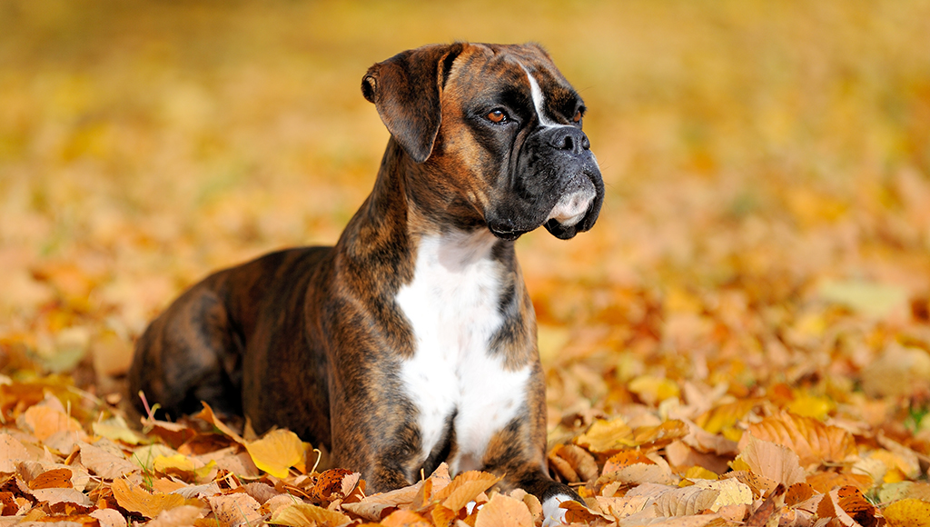 perfect boxer dog