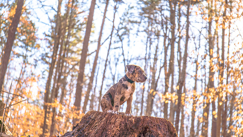 The Catahoula Leopard Dog