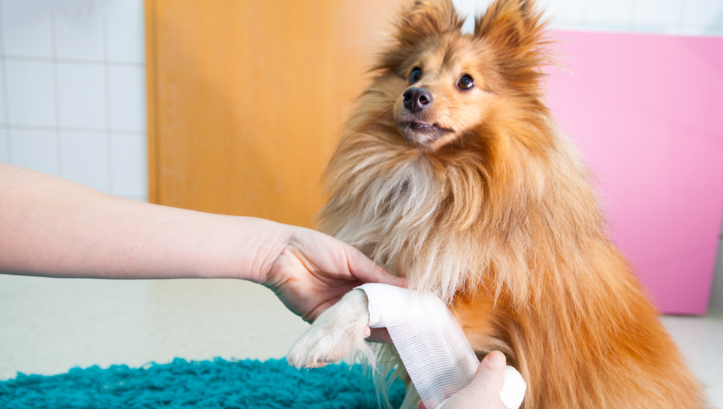 11 Medical Supplies To Keep on Hand For Your Pet