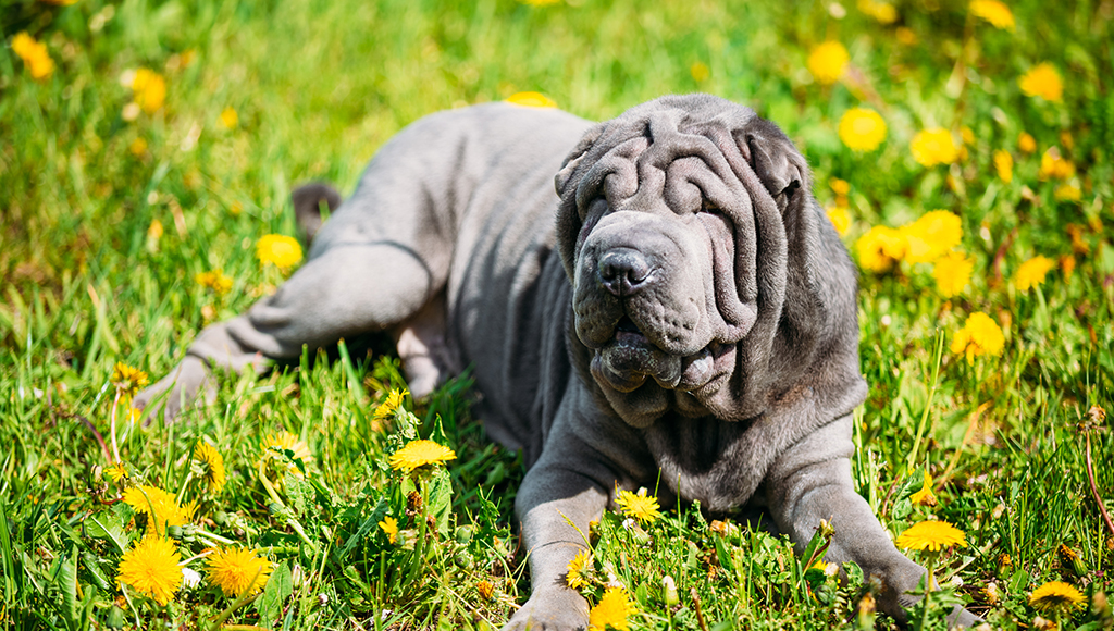 why are shar pei dogs so wrinkly