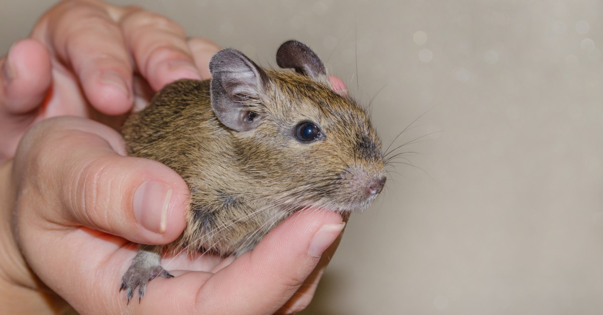 5 Unusual Pet Rodents You May Not Know About