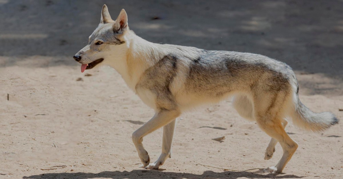 How Wolf Dogs Are Different from Regular Dogs