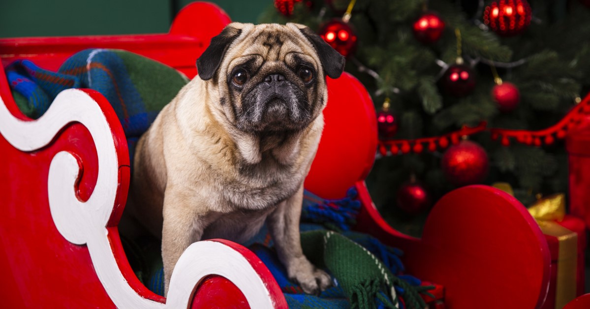 How to Get Your Dog to Hold Still During the Holiday Photo
