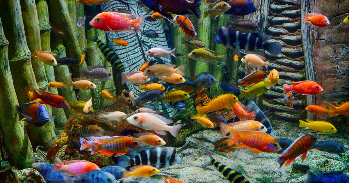 Freshwater vs Saltwater Aquariums: What to Choose blog image
